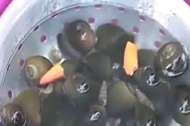 Cách làm sạch nghêu, sò, ốc, hến nhanh nhất