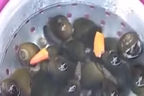 Cách làm sạch nghêu, sò, ốc, hến nhanh nhất