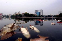 Cá chết trắng hồ Hoàng Cầu: Trách nhiệm thuộc về ai?