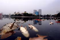 Cá chết trắng hồ Hoàng Cầu: Trách nhiệm thuộc về ai?