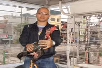 Gà chọi giá nửa tỷ đồng của tay chơi Hà Thành 