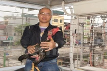 Gà chọi giá nửa tỷ đồng của tay chơi Hà Thành 