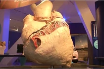 Nhìn tận mắt quả tim nặng 200kg, “khủng” nhất thế giới