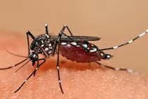 Cách xử lý vết muỗi đốt bằng phương pháp tự nhiên hiệu quả