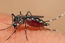 Cách xử lý vết muỗi đốt bằng phương pháp tự nhiên hiệu quả