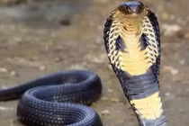 Những triệu chứng cần biết ngay khi bị rắn hổ mang cắn