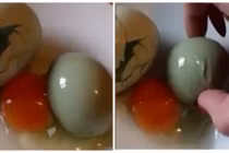 Kỳ lạ trứng gà đẻ ra trứng