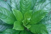 Video: Công dụng bất ngờ của lá xương sông với bệnh huyết áp thấp