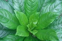 Video: Công dụng bất ngờ của lá xương sông với bệnh huyết áp thấp