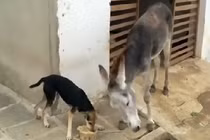 Giành phần ăn của lừa, chó nhận kết cục đau đớn