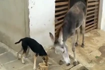 Giành phần ăn của lừa, chó nhận kết cục đau đớn