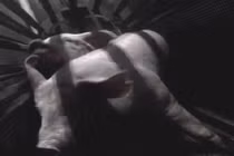 Ám ảnh cảnh giết lợn bằng phương pháp ngạt khí tàn bạo