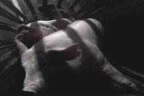 Ám ảnh cảnh giết lợn bằng phương pháp ngạt khí tàn bạo