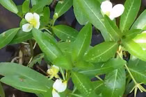 Những công dụng của rau dừa nước mà bạn không ngờ tới