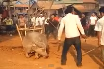 Tàn ác và dã man tận cùng lễ hội đâm trâu?