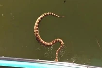 Rắn đuôi chuông độc đột kích thuyền, du khách la hét dữ dội 