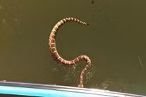 Rắn đuôi chuông độc đột kích thuyền, du khách la hét dữ dội 