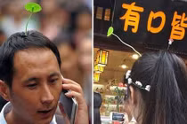 Bắc kinh thịnh hành mốt...đội cây non giả