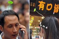 Bắc kinh thịnh hành mốt...đội cây non giả
