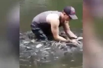 Chàng trai chơi đùa với cá như bạn thân gây sốt mạng