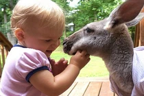 Ảnh bé gái với chú chuột túi yêu nhau dễ thương hết cỡ