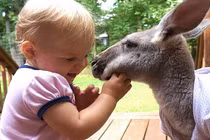 Ảnh bé gái với chú chuột túi yêu nhau dễ thương hết cỡ