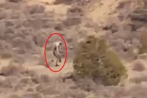 Sinh vật bí ẩn giống quỷ hút máu lừng lững đi trên sa mạc