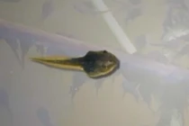 Nòng nọc, “đặc sản” đãi khách quý của người dân xứ Quảng