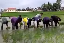 Há hốc mồm với dàn thợ cấy đỉnh nhất quả đất