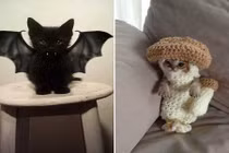 Muôn kiểu thời trang của động vật