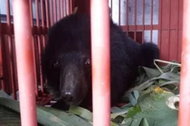 Cứu hộ cá thể gấu bị nuôi nhốt làm cảnh 12 năm