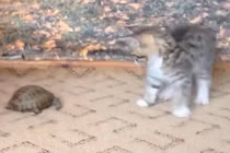 Clip hài hước: Mèo con sợ rùa