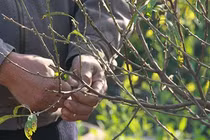 Bí kíp chăm sóc đào nở đúng tết Bính Thân