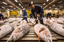 Video: Chợ bán cá ngừ ngon nhất thế giới ở Nhật Bản