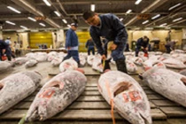 Video: Chợ bán cá ngừ ngon nhất thế giới ở Nhật Bản