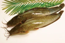 Đi tìm hóa chất lạ nhuộm màu vàng rực cho cá trê