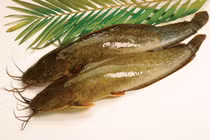 Đi tìm hóa chất lạ nhuộm màu vàng rực cho cá trê