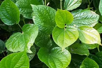 Những công dụng bất ngờ ít biết của lá lốt