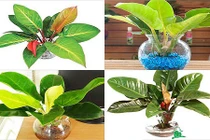 5 loại cây cảnh để bàn cực tốt cho phong thủy 