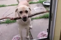 Cười vỡ bụng với những chú chó “kém thông minh“