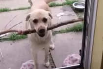 Cười vỡ bụng với những chú chó “kém thông minh“