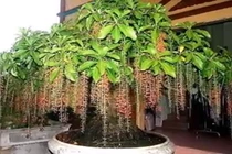 Video: Vì sao bạn nên trồng cây lộc vừng trước nhà?