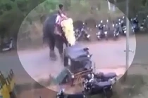 Kinh hoàng cảnh voi nổi điên, đập nát xe cộ trong lễ hội