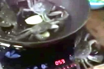 Video: Bị đun trong chảo nóng, cua bò ra ngoài tắt bếp cứu đồng loại