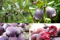 Những công dụng trên cả tuyệt vời của quả sim rừng