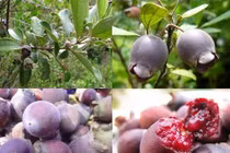 Những công dụng trên cả tuyệt vời của quả sim rừng