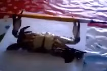 Cười vỡ bụng với hình ảnh con cua tập gym