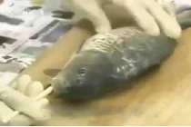 Mách nước cách mổ cá không cần rạch bụng vẫn nhanh và sạch