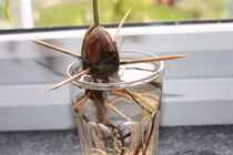 11 công dụng thần kỳ của những chiếc tăm ít người biết