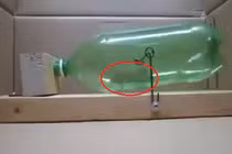 Cách bẫy chuột thông minh đáng nể của người Nhật